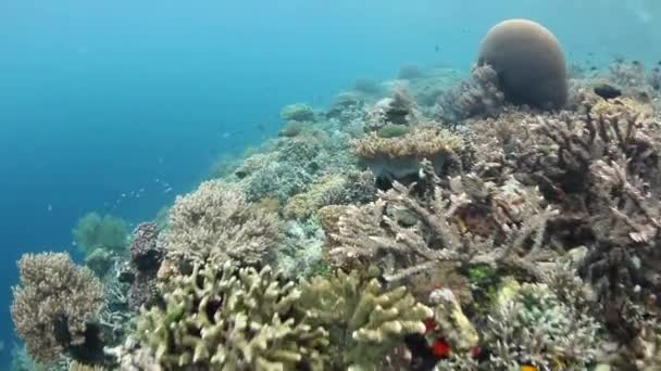 Різноманітні коралові рифи в тропічних Тихоокеанського — стокове відео