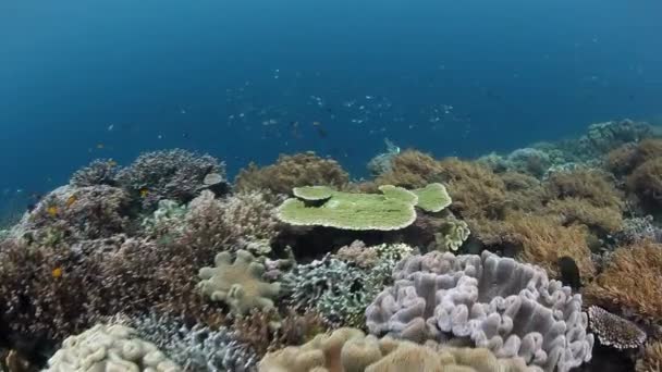 Récif corallien sain dans le Pacifique tropical — Video