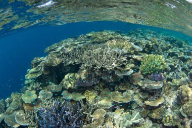 Fiji 'de Bligh Kanalı' nın ortasında sığ bir mercan resifi gelişir. Fiji 'nin mercan resifleri yüksek deniz biyolojik çeşitliliğini destekler ve dalgıçlar ve şnorkelciler için popüler bir hedeftir..