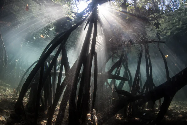 La luz del sol y raíces de manglar — Foto de Stock