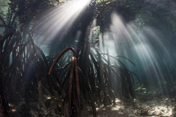 Mangrov orman ve ışık demeti — Stok fotoğraf
