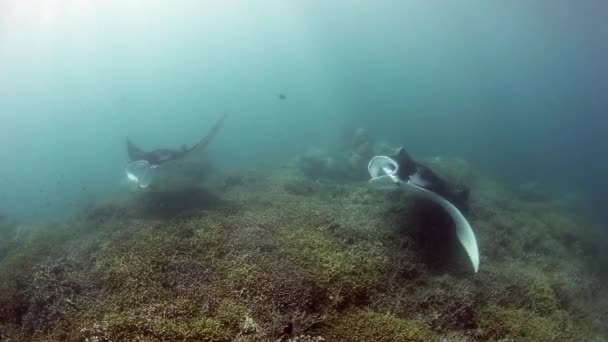 Manta Ray nadando sobre a estação de limpeza — Vídeo de Stock