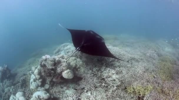 Manta Ray nage sur la station de nettoyage — Video