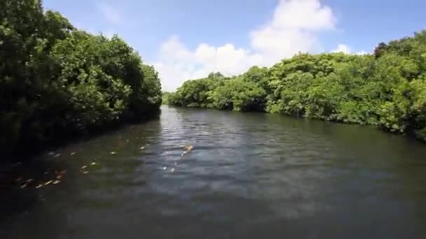 Mangrove kanal i Yap — Stockvideo