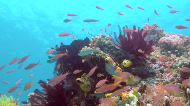 Pescado colorido del arrecife en Raja Ampat — Vídeos de Stock