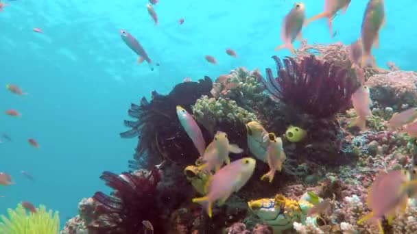 五颜六色的鱼和拉贾安帕礁 — 图库视频影像