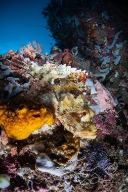Scorpionfish ve resif