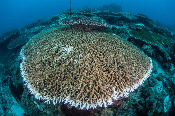 Piękne korale w Park Narodowy Komodo — Zdjęcie stockowe