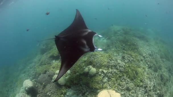 Manta Ray ve resif — Stok video