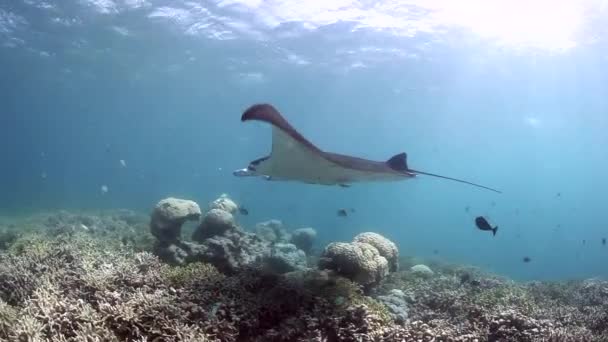 Estación de Manta Ray y Limpieza en Yap — Vídeos de Stock