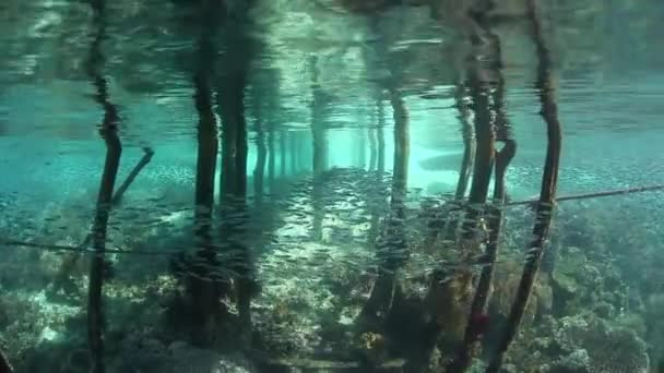 La escolarización de peces bajo Jetty — Vídeo de stock