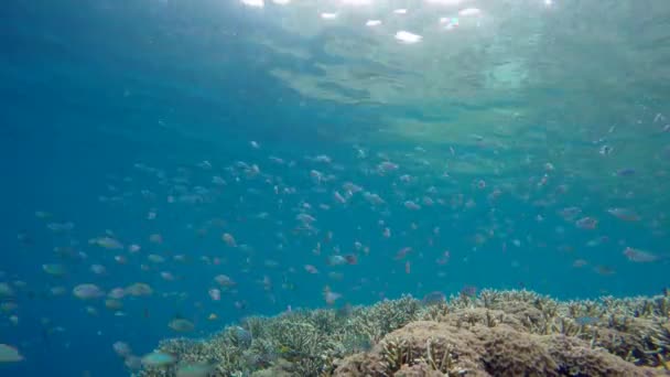 Arrecife de peces por encima del arrecife de coral — Vídeo de stock
