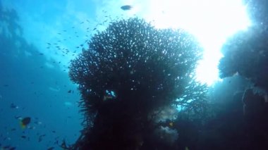 Raja Ampat kontrast mercan