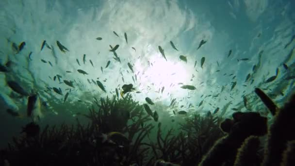 Kleine Rifffische über Korallenriff — Stockvideo