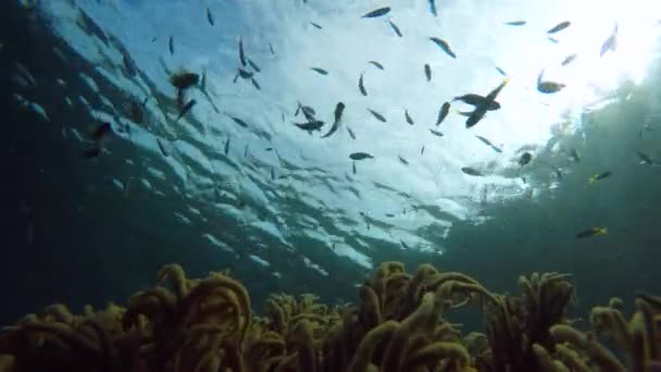 Рифів риби і блакитна вода — стокове відео