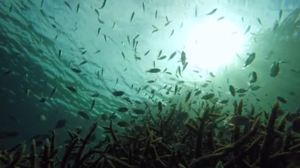 Poissons tropicaux nageant au-dessus du corail — Video