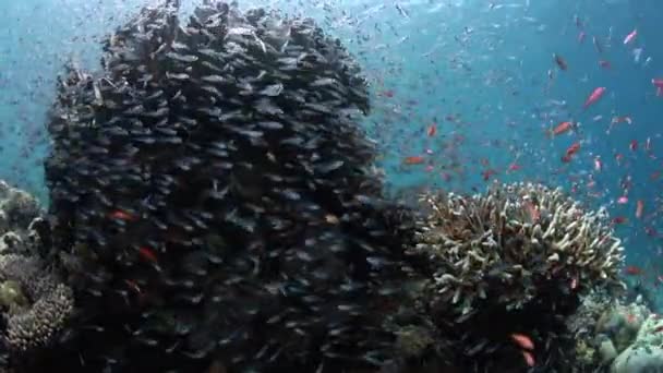Pequeño arrecife de peces y corales — Vídeo de stock