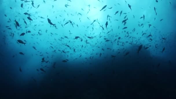 蓝色的水中的鱼群 — 图库视频影像