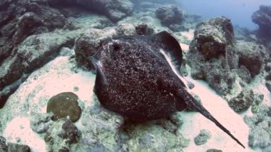 siyah başlıdırlar stingray