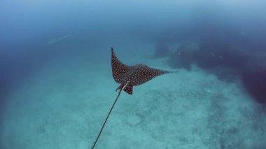 Benekli eagle ray
