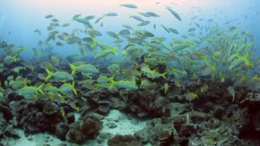 Okul balık Cocos Adası