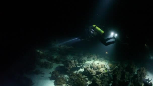 Mergulho noturno e tubarões de recife Whitetip — Vídeo de Stock
