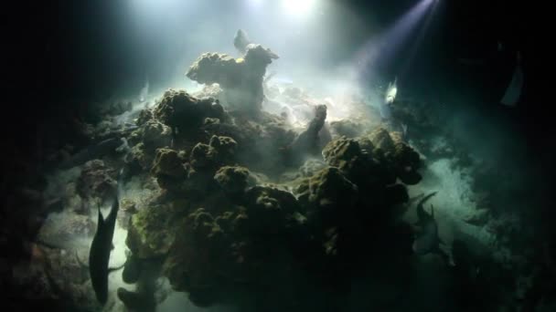 I subacquei osservano gli squali della barriera corallina Whitetip di notte — Video Stock