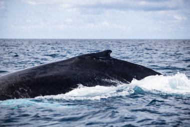 Humpback Whale Dorsal Fin clipart