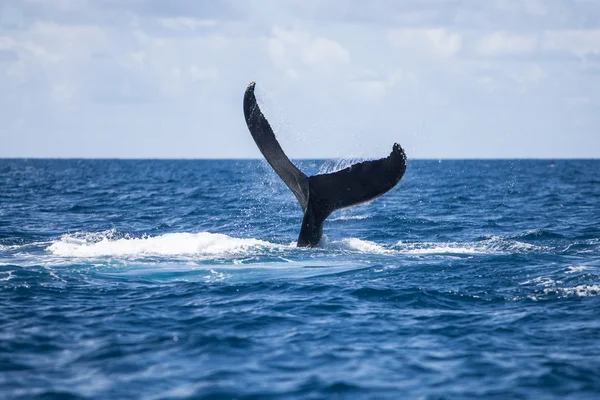 Cola de ballena jorobada — Foto de Stock