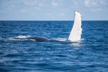Humpback Whale Pectoral Fin clipart