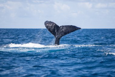 Humpback Whale Fluke clipart