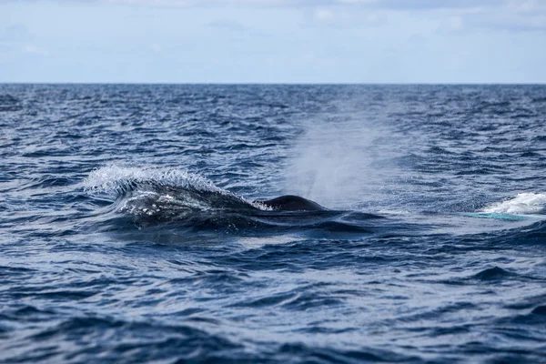 Kambur balina nefes — Stok fotoğraf