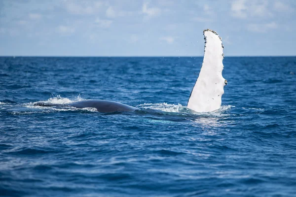 Humpback Whale Pectoral Fin — Stock Photo, Image