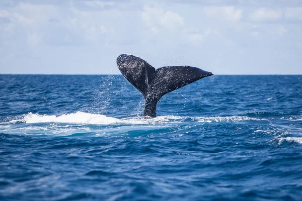 Ballena jorobada Fluke —  Fotos de Stock