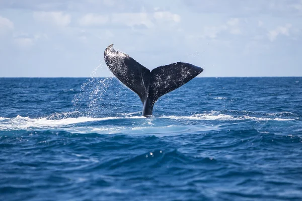 Humpback Whale Tail in Caribbean — Stock Photo, Image