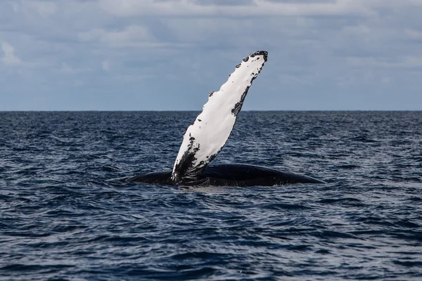 Humpback Whale Pectoral Fin — Stock Photo, Image