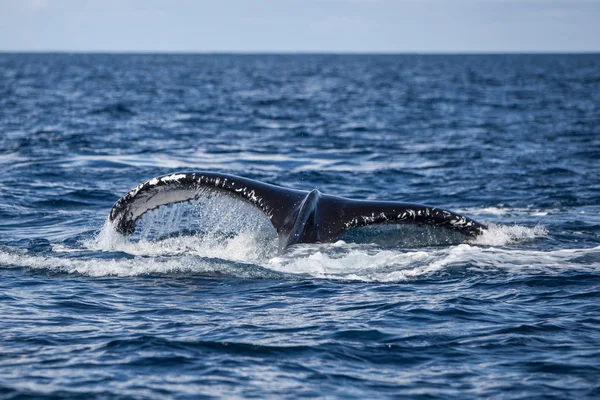 Горбатий кит Fluke — стокове фото