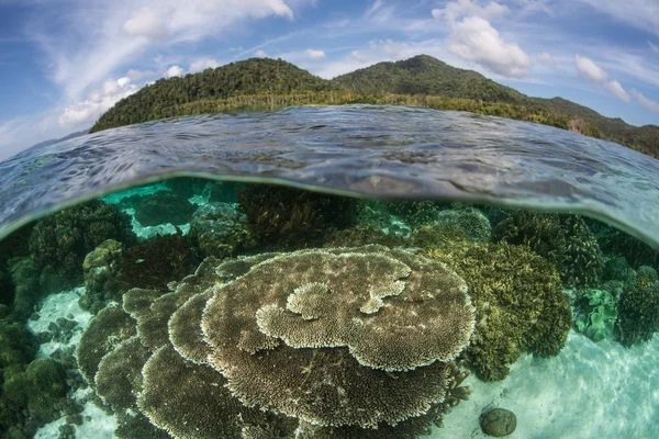 Кораллы и острова Раджа-Ампата — стоковое фото