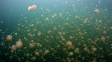 Palau endemik denizanası