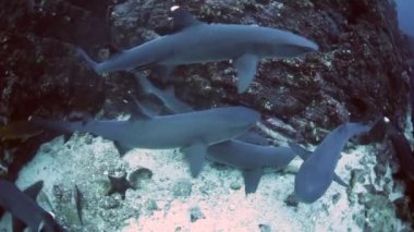 Çiftleşme Whitetip resif köpekbalığı