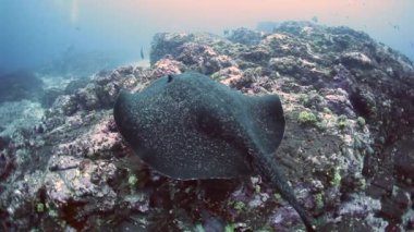 Mermer Stingray Yüzme