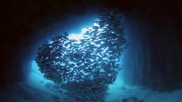 Escola de Peixes em Profundo, Caverna Escura — Vídeo de Stock