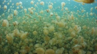 Palau denizanası milyonlarca