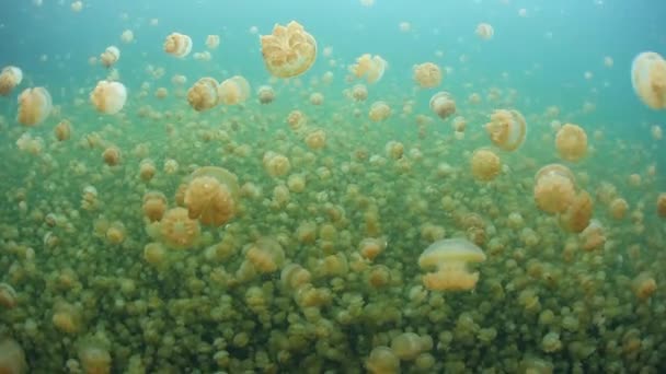 Alforreca em Palauan Marine Lake — Vídeo de Stock