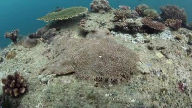 Püsküllü Wobbegong Raja Ampat