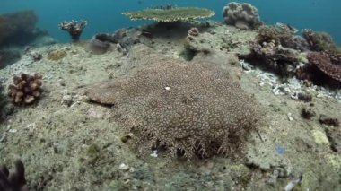 Zemine üzerinde halı Wobbegong köpek balığı