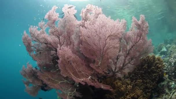 Gorgonien in raja ampat — Stockvideo