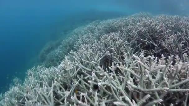 Arrecife de coral saludable en Indonesia — Vídeo de stock