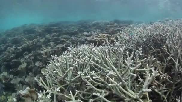 Barriera corallina poco profonda a Raja Ampat — Video Stock