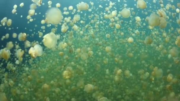 Jellyfish Lake i Palau — Stockvideo